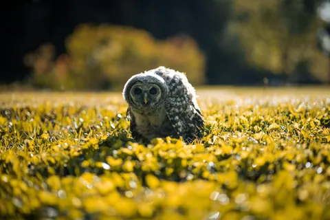 猫头鹰 4K壁纸 · animals · 3840×2560