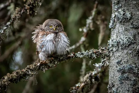 Owl 4K Wallpaper · animals · 3840×2560