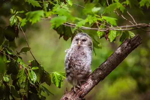 Fond d'écran Hibou 4K · animals · 3840×2563