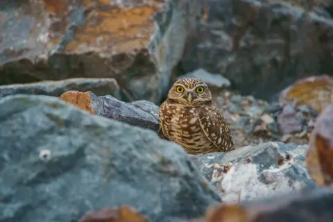 Fond d'écran Hibou 4K · animals · 3840×2560
