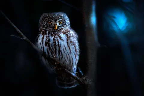 Owl 4K Wallpaper · animals · 3840×2560
