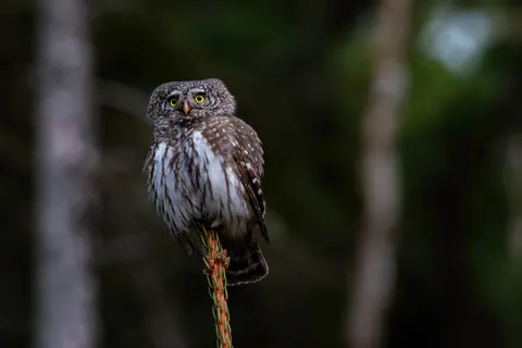 Owl 4K Wallpaper · animals · 3840×2560
