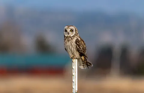 Eule 4K Hintergrundbild · animals · 3840×2493