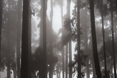 Foggy Forest 4K Wallpaper · nature · 3840×2560