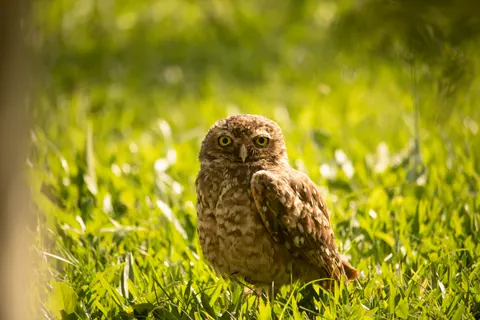 Fondo de pantalla Búho 4K · animals · 3840×2560