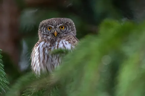 Fondo de pantalla Búho 4K · animals · 3840×2560