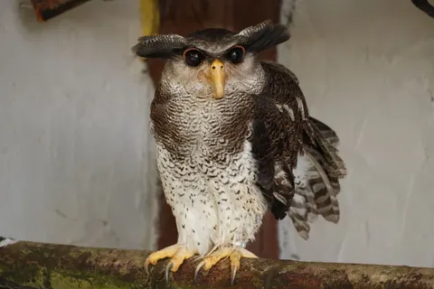 Eule 4K Hintergrundbild · animals · 3840×2560