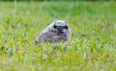 Eule 4K Hintergrundbild · animals · 3840×2356