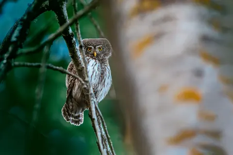 Owl 4K Wallpaper · animals · 3840×2560