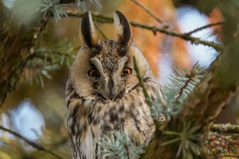 خلفية بومة بدقة 4K · animals · 3840×2560