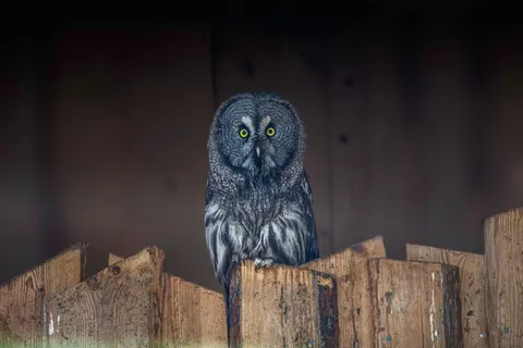 Owl 4K Wallpaper · animals · 3840×2560