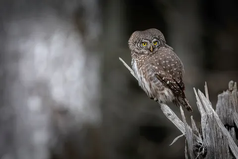 Fond d'écran Hibou 4K · animals · 3840×2560