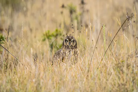 Eule 4K Hintergrundbild · animals · 3840×2560