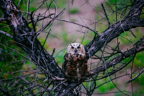 Owl 4K Wallpaper · animals · 3840×2560