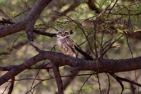 Fond d'écran Hibou 4K · animals · 3840×2560