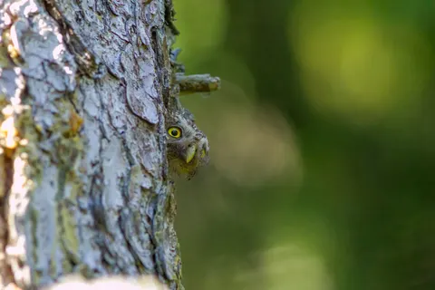 Eule 4K Hintergrundbild · animals · 3840×2564