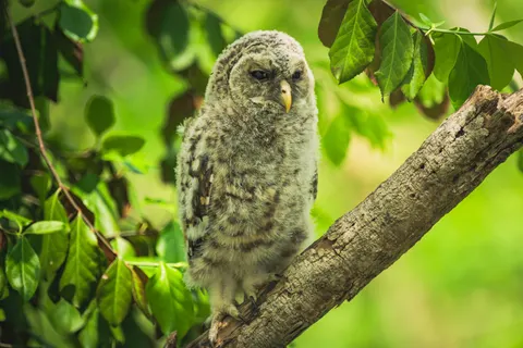 خلفية بومة بدقة 4K · animals · 3840×2563