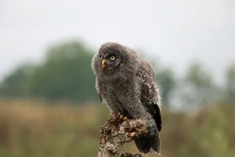 Owl 4K Wallpaper · animals · 3840×2560