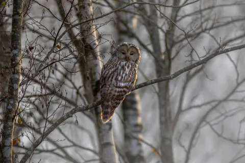 Owl 4K Wallpaper · animals · 3840×2560