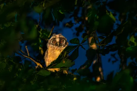 Fond d'écran Hibou 4K · animals · 3840×2560