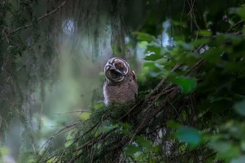 Fondo de pantalla Búho 4K · animals · 3840×2560