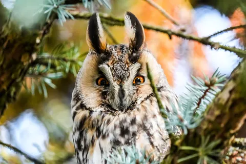 Fond d'écran Hibou 4K · animals · 3840×2560
