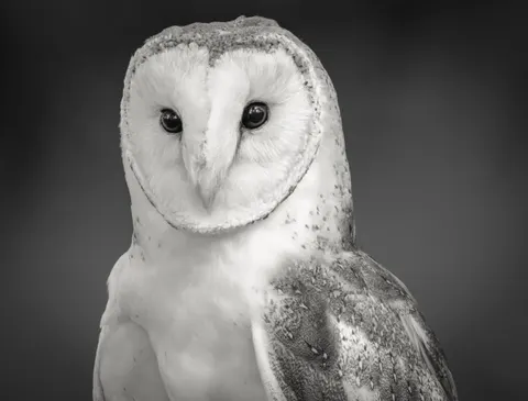 Fondo de pantalla Búho 4K · animals · 3840×2919