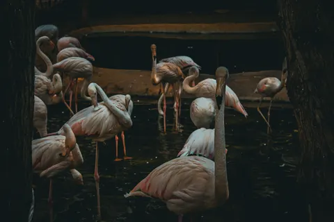 Flamingos 4K Hintergrundbild · animals · 3840×2560