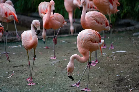 Flamingos 4K Wallpaper · animals · 3840×2561