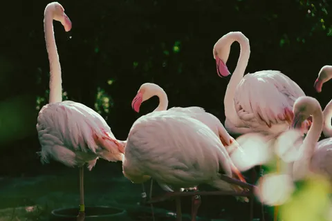火烈鳥 4K桌布 · animals · 3840×2560