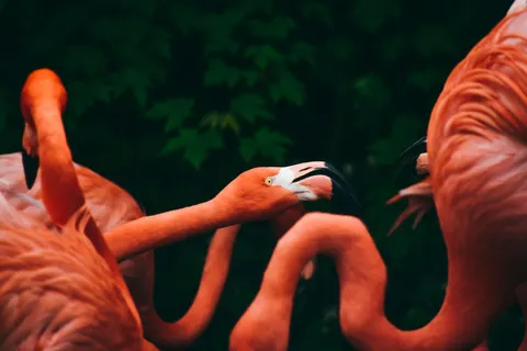 Flamingos 4K Wallpaper · animals · 3840×2560
