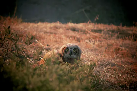 Обои Сова 4K · animals · 3840×2560