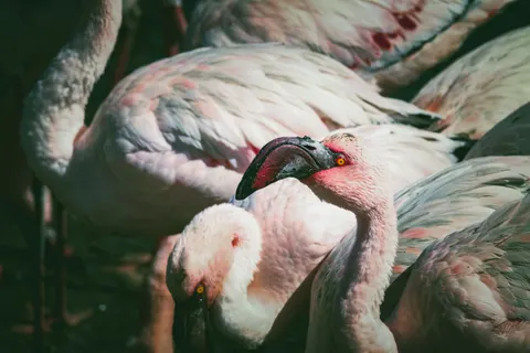 Flamingos 4K Wallpaper · animals · 3840×2560