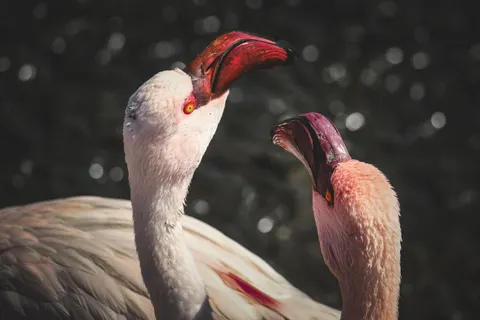 Flamingos 4K Wallpaper · animals · 3840×2560