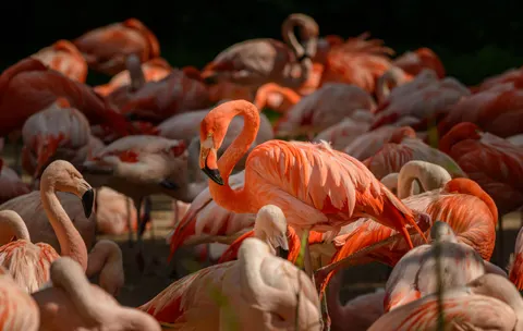 火烈鳥 4K桌布 · animals · 3840×2433