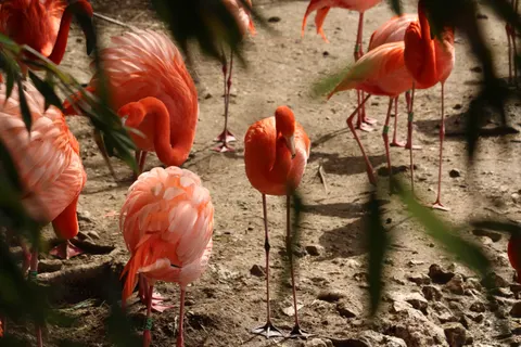 Hình nền Hồng Hạc 4K · animals · 3840×2560