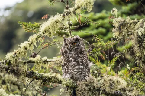 خلفية بومة بدقة 4K · animals · 3840×2560