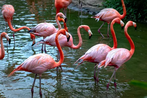 Flamingos 4K Wallpaper · animals · 3840×2561