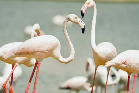 Fond d'écran Flamants roses 4K · animals · 3840×2560