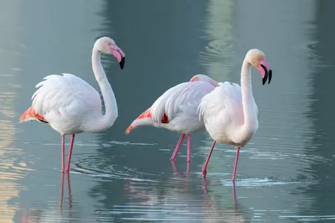 Sfondo Fenicotteri 4K · animals · 3840×2560