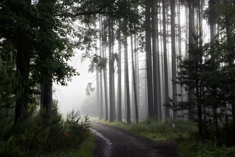 Foggy Forest 4K Wallpaper · nature · 3840×2561