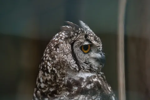 Owl 4K Wallpaper · animals · 3840×2555
