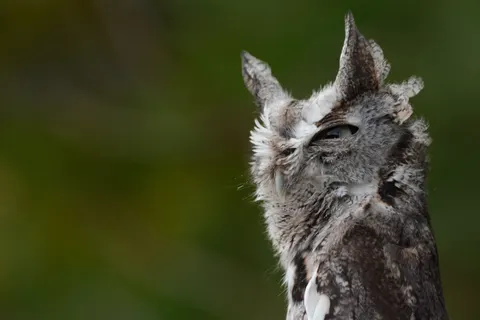 Fondo de pantalla Búho 4K · animals · 3840×2560