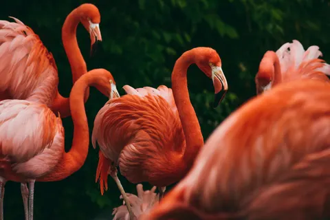 والپیپر فلامینگوها با کیفیت 4K · animals · 3840×2560