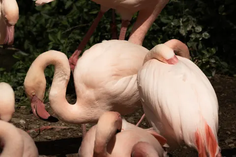 Flamingos 4K Wallpaper · animals · 3840×2560