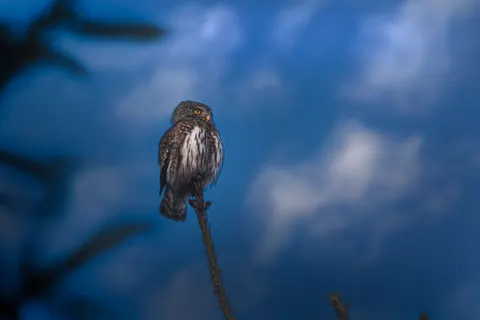 Owl 4K Wallpaper · animals · 3840×2560