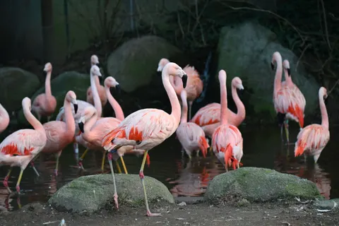 Fond d'écran Flamants roses 4K · animals · 3840×2563