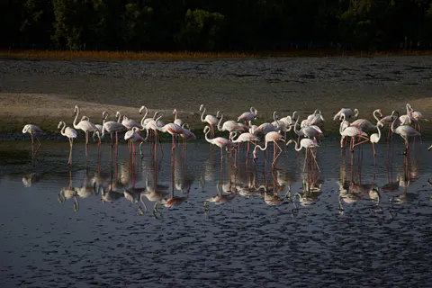 Flamingos 4K Wallpaper · animals · 3840×2560