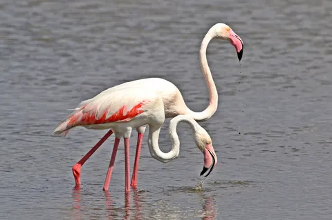 Flamingos 4K Wallpaper · animals · 3840×2558