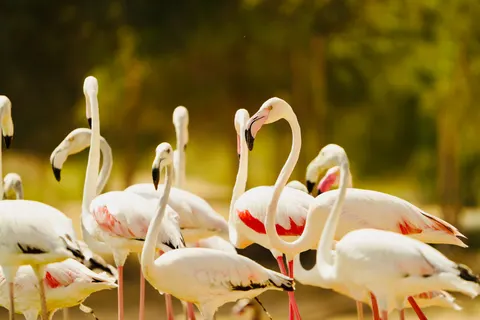 Flamingos 4K Wallpaper · animals · 3840×2560